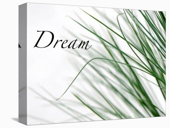 Dream: Reeds-Nicole Katano-Stretched Canvas