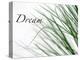 Dream: Reeds-Nicole Katano-Stretched Canvas