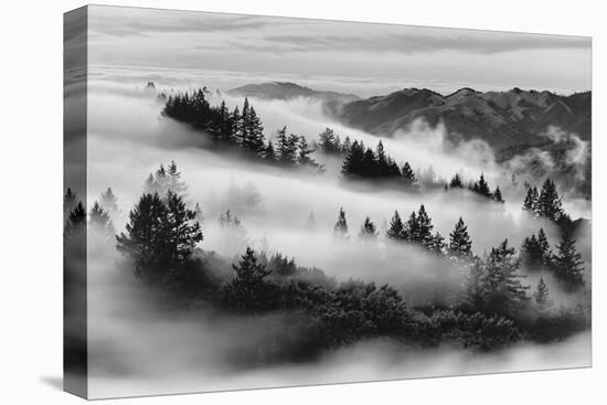 Dreamland, Black and White, Fog at Mount Tamalpais, Marin, Bay Area San Francisco-Vincent James-Premier Image Canvas