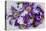 Dreams of Lilac Clematis-Dorothy Berry-Lound-Premier Image Canvas