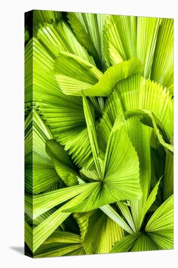 Dreamy Bali - Palm Leaves III-Philippe HUGONNARD-Premier Image Canvas