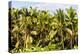 Dreamy Bali - Palm Trees Forest-Philippe HUGONNARD-Premier Image Canvas