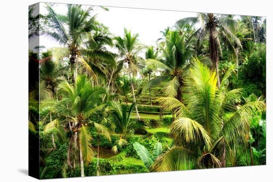 Dreamy Bali - Rice Terraces Between Palm Trees-Philippe HUGONNARD-Premier Image Canvas