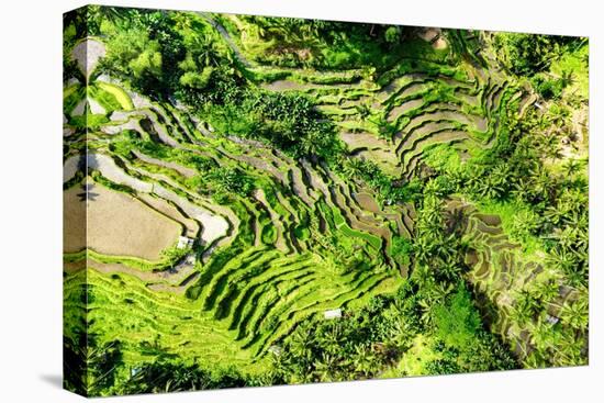 Dreamy Bali - Tegallalang Rice Field Terraces-Philippe HUGONNARD-Premier Image Canvas