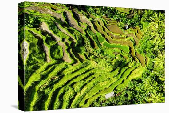 Dreamy Bali - Tegallalang-Philippe HUGONNARD-Premier Image Canvas