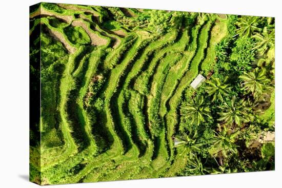 Dreamy Bali - The Rices Terraces Ubud-Philippe HUGONNARD-Premier Image Canvas