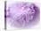Dreamy Florals in Violet II-Eva Bane-Premier Image Canvas