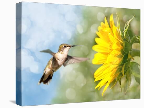 Dreamy Image Of A Hummingbird Next To A Sunflower-Sari ONeal-Premier Image Canvas