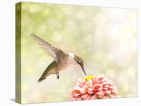 Dreamy Image Of A Ruby-Throated Hummingbird Feeding On A Pink Zinnia-Sari ONeal-Premier Image Canvas