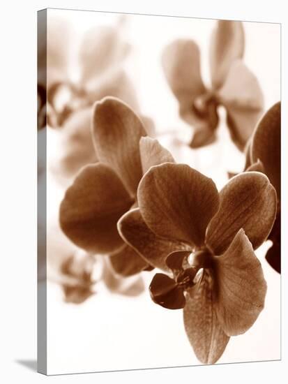 Dreamy Orchids II-Ily Szilagyi-Stretched Canvas