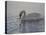 Dribbling Swan-Bruce Dumas-Premier Image Canvas