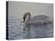 Dribbling Swan-Bruce Dumas-Premier Image Canvas