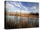 Dried Flower Heads along Slough, Flood Plain of Logan River, Great Basin, Cache Valley, Utah, USA-Scott T. Smith-Premier Image Canvas