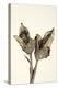 Dried Flowers-Torsten Richter-Premier Image Canvas