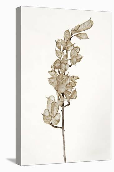 Dried Flowers-Torsten Richter-Premier Image Canvas