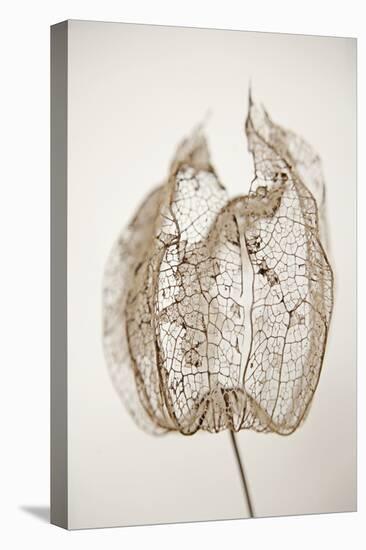 Dried Flowers-Torsten Richter-Premier Image Canvas