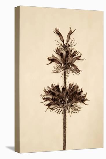 Dried Flowers-Torsten Richter-Premier Image Canvas