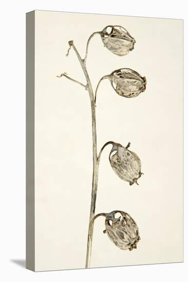Dried Flowers-Torsten Richter-Premier Image Canvas