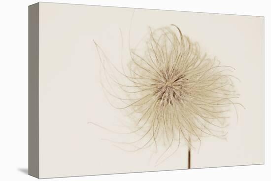 Dried Flowers-Torsten Richter-Premier Image Canvas