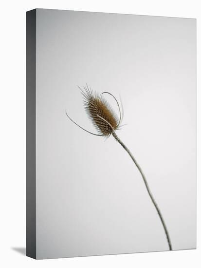 Dried Nature - Tilt-Sarah Hart Morgan-Stretched Canvas