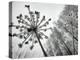 Dried Plants and Trees Covered with Hoarfrost are Seen in a Forest Near Village Veragi, Belarus-null-Premier Image Canvas