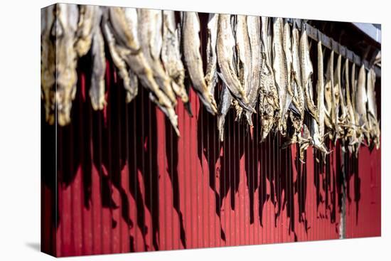 Dried Stockfish Is the Main Typical Norwegian Product, Hamnoy, Moskenes, Nordland, Lofoten Islands-Roberto Moiola-Premier Image Canvas