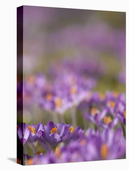 Drifts of Crocuses Naturalised In Grass-Adrian Bicker-Premier Image Canvas