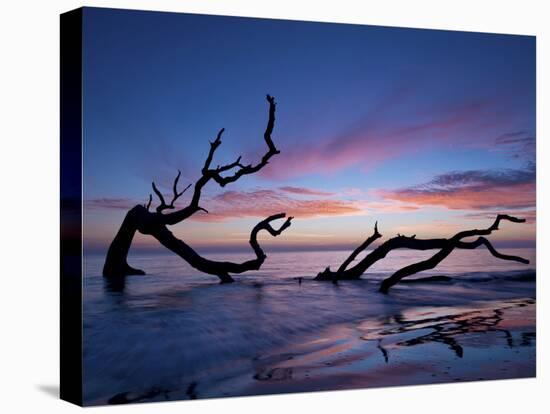 Driftwood Beach-PHBurchett-Premier Image Canvas