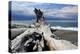 Driftwood, Dungeness Spit, Strait of Juan de Fuca, Washington, USA-Michel Hersen-Premier Image Canvas