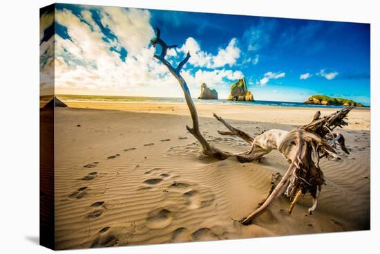 Driftwood in Golden Bay, Tasman Region, South Island, New Zealand, Pacific-Laura Grier-Premier Image Canvas