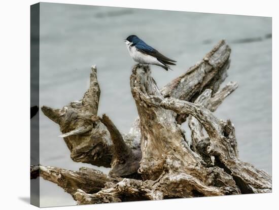 Driftwood Song-Jai Johnson-Premier Image Canvas