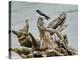 Driftwood Song-Jai Johnson-Premier Image Canvas