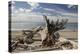 Driftwood-Aaron Matheson-Premier Image Canvas