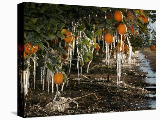 Drip Irrigation Creates Icicles and Forms an Insulation and Way of Protecting Oranges on the Trees-Gary Kazanjian-Premier Image Canvas