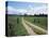 Driveway with Common Dandelion in Flower, Near Glacier National Park, Montana-James Hager-Premier Image Canvas