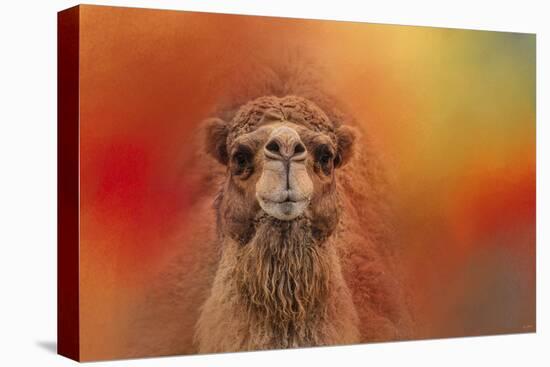 Dromedary Camel-Jai Johnson-Premier Image Canvas