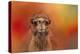 Dromedary Camel-Jai Johnson-Premier Image Canvas