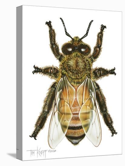 Drone Honey Bee-Tim Knepp-Premier Image Canvas