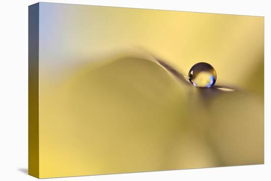 Drop Me on a Leaf-Heidi Westum-Premier Image Canvas