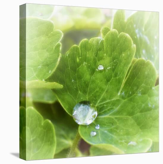 Drop of Rain-Viviane Fedieu Daniel-Premier Image Canvas