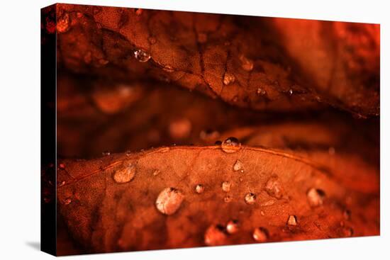 Drops Fall-Philippe Sainte-Laudy-Premier Image Canvas