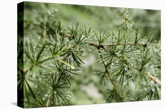 Drops of Water in Larch Needles after Rain, Bavarians,-Rolf Roeckl-Premier Image Canvas