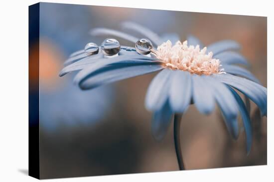 Drops on petals-Heidi Westum-Premier Image Canvas