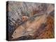 Drum Fish Oil on Canvas, 2020 (Oil on Canvas)-jocasta shakespeare-Premier Image Canvas