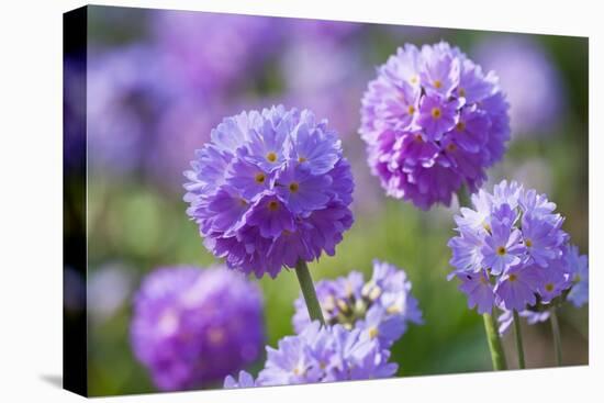 Drumstick primrose, Germany-Kerstin Hinze-Premier Image Canvas