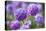 Drumstick primrose, Germany-Kerstin Hinze-Premier Image Canvas