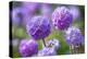 Drumstick primrose, Germany-Kerstin Hinze-Premier Image Canvas