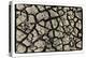 Dry, Cracked, Parched Earth in South Luangwa Valley National Park, Zambia-Paul Joynson Hicks-Premier Image Canvas