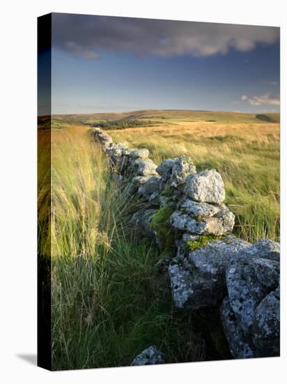 Dry Stone Wall and Moorland Grassland, Late Evening Light, Dartmoor Np, Devon, Uk. September 2008-Ross Hoddinott-Premier Image Canvas