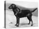 Dual Champion Bramshaw Bob Crufts, Best in Show, 1932 and 1933-Thomas Fall-Premier Image Canvas